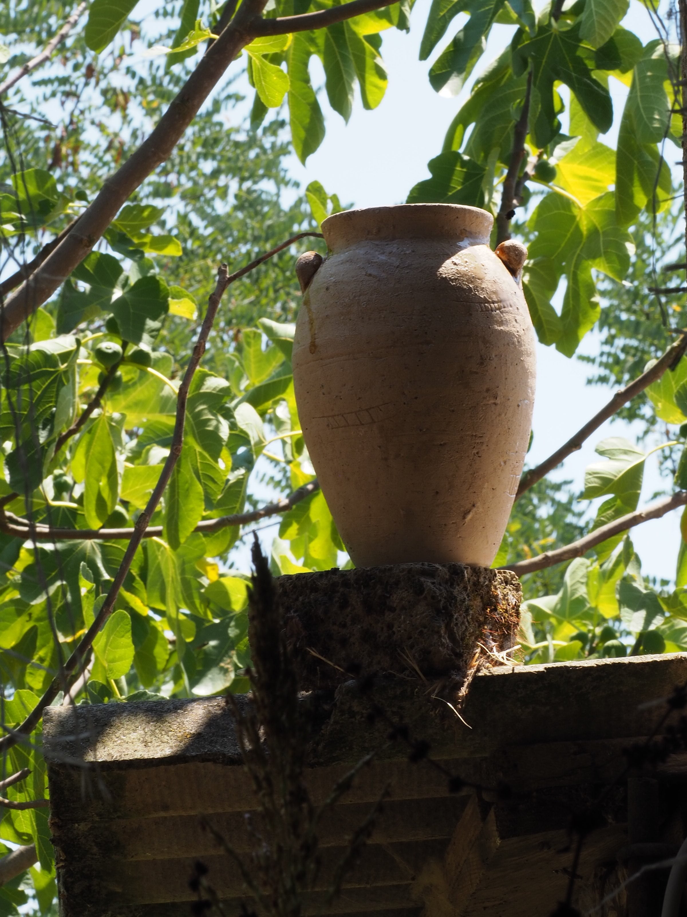 Anfora in terracotta tra i rami di un fico